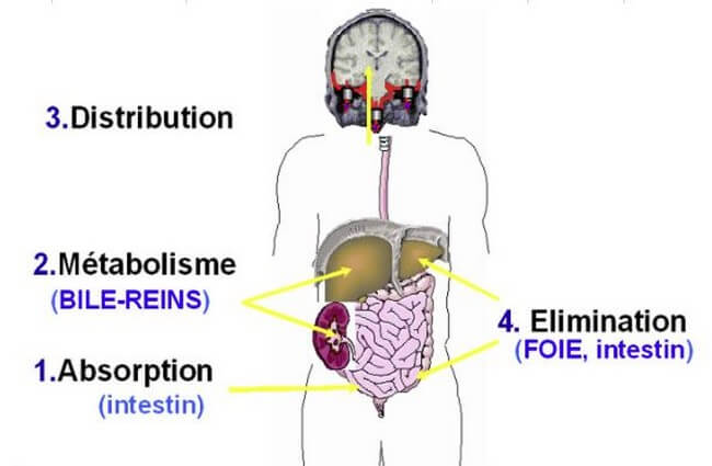 le métabolisme des médicaments